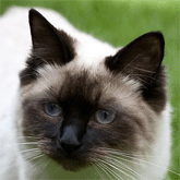 Ragdoll-Katze