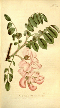 Abbildung von Ast, Blätter und Blüten der Robinie