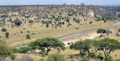 Afrikanische Savanne