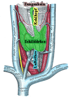 Lage der Schilddrse