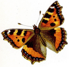 Schmetterling