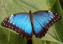 Schmetterling