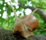 Schnecke