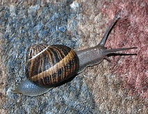 Schnecke