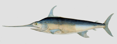 Schwertfisch