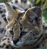 Serval