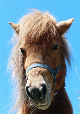 Shetlandpony