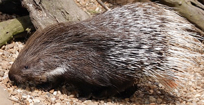 Stachelschwein