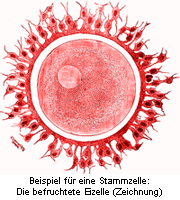 Abbildung einer Stammzelle