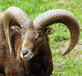 Steinbock