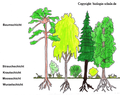 Die Stockwerke des Waldes