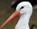 Storch