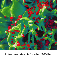 Aufnahme einer infizierten T-Zelle durch das HI-Virus