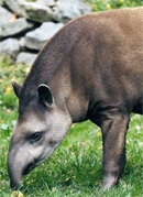 Tapir