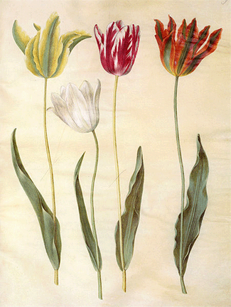 Die Tulpe