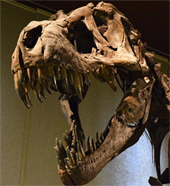 Tyrannosaurus Rex