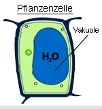 Schematische Zeichnung eines Zellkerns