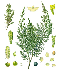 Abbildung von Blüte, Ast, Nadeln und Früchte des Wacholderbaums