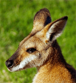 Wallaby