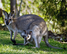 Wallaby