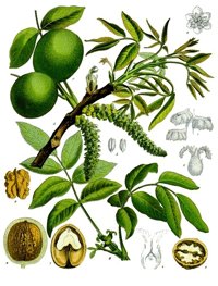 Abbildung von Blüte, Ast, Blätter und Früchte des Walnussbaums
