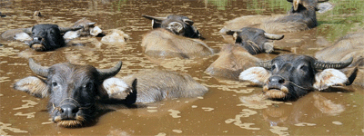 Wasserbüffel