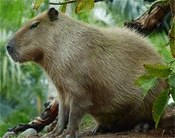 Capybara: Das größte Nagetier der Welt im Steckbrief