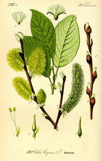 Abbildung von Blüte, Ast, Blätter und Knospen der Weide