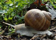 Weinbergschnecke