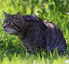 Wildkatze