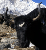 Yak