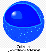 Schematische Zeichnung eines Zellkerns