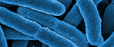 Mikroskopische Aufnahme von E. coli Bakterien